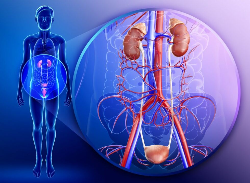 Kalayan peradangan organ-organ sistem genitourinary, pangobatan kalayan jahé dilarang. 